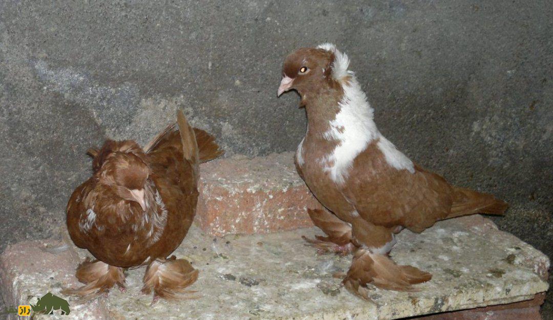 انواع نژاد کبوتر در ایران از ریحانی تا طوقی؛ کدام شهر ایران بهترین کبوترها را دارد؟ کبوتر اردبیل