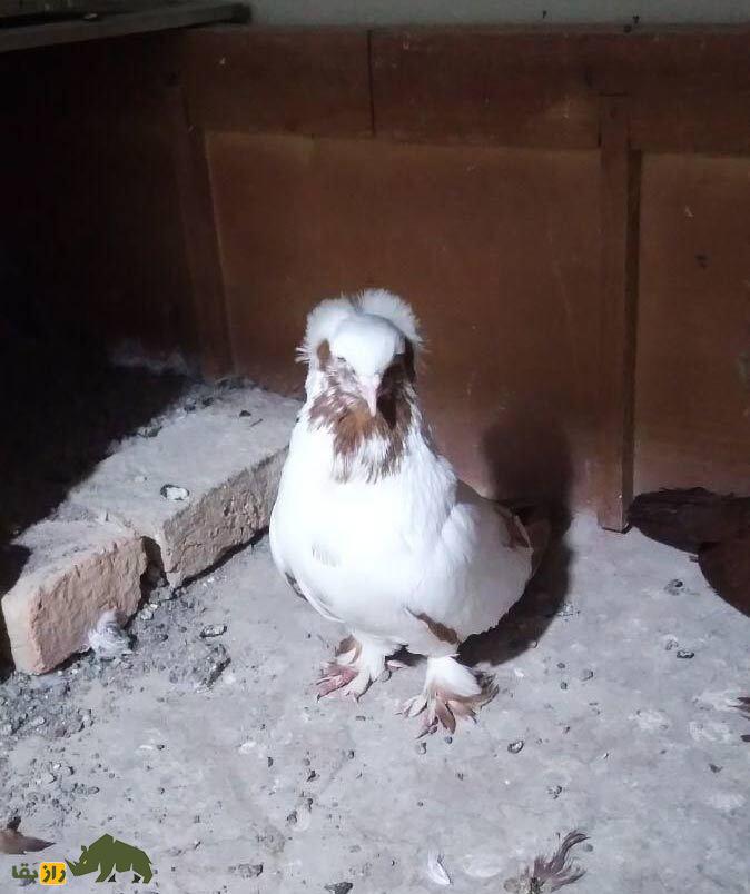 انواع نژاد کبوتر در ایران از ریحانی تا طوقی؛ کدام شهر ایران بهترین کبوترها را دارد؟ انواع نژاد کبوتر در ایران از ریحانی تا طوقی؛ کدام شهر ایران بهترین کبوترها را دارد؟