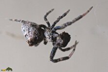 رابطه جنسی مرگبار؛ این عنکبوت ماده شریک جنسی خود را بعد از جفت‌گیری سلاخی می‌کند!