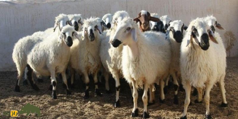 گوسفند سرسیاه «بلوچی» یا «فراهانی»؛ فرمانروای دوستداشتنی شرق ایران گوسفند سرسیاه «بلوچی» یا «فراهانی»؛ فرمانروای دوستداشتنی شرق ایران