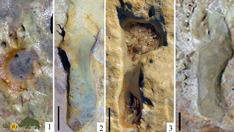 رازورمزهای زندگی کودکان نئاندرتال | آنها در دنیای وحشی آن زمان چه میکردند؟ رازورمزهای زندگی کودکان نئاندرتال | آنها در دنیای وحشی آن زمان چه میکردند؟