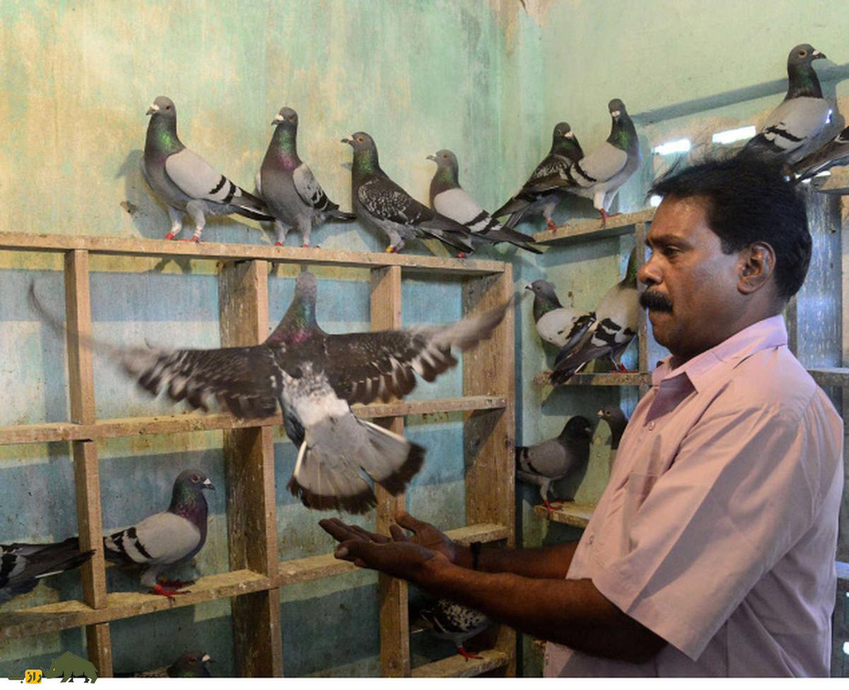 کبوتر پلاکی