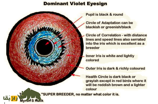 کبوتر پلاکی محبوب‌ترین کبوتر ایران؛ کبوتری از نژاد «اژدها» که تا ۱۰۰۰ کیلومتر پرواز می‌کند!