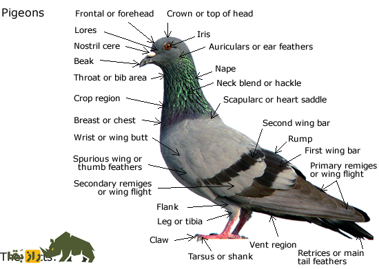 کبوتر پلاکی محبوب‌ترین کبوتر ایران؛ کبوتری از نژاد «اژدها» که تا ۱۰۰۰ کیلومتر پرواز می‌کند!