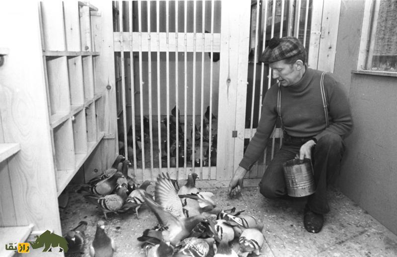 تصویری از یک مرد با کبوترهایش