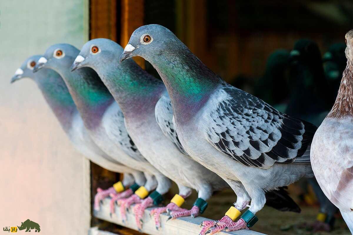 کبوتر «علی زکی» که رکورد پرش را ثبت کرد چه بود؟ «زکی بهروزی» که بود؟