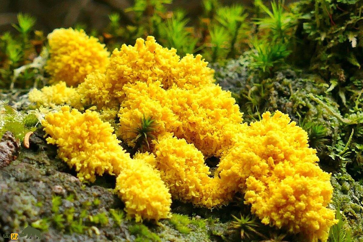 «بلاب»؛ جانور زرد رنگ و عجیبی که معده و چشم ندارد اما ۷۲۰ آلت جنسی دارد!