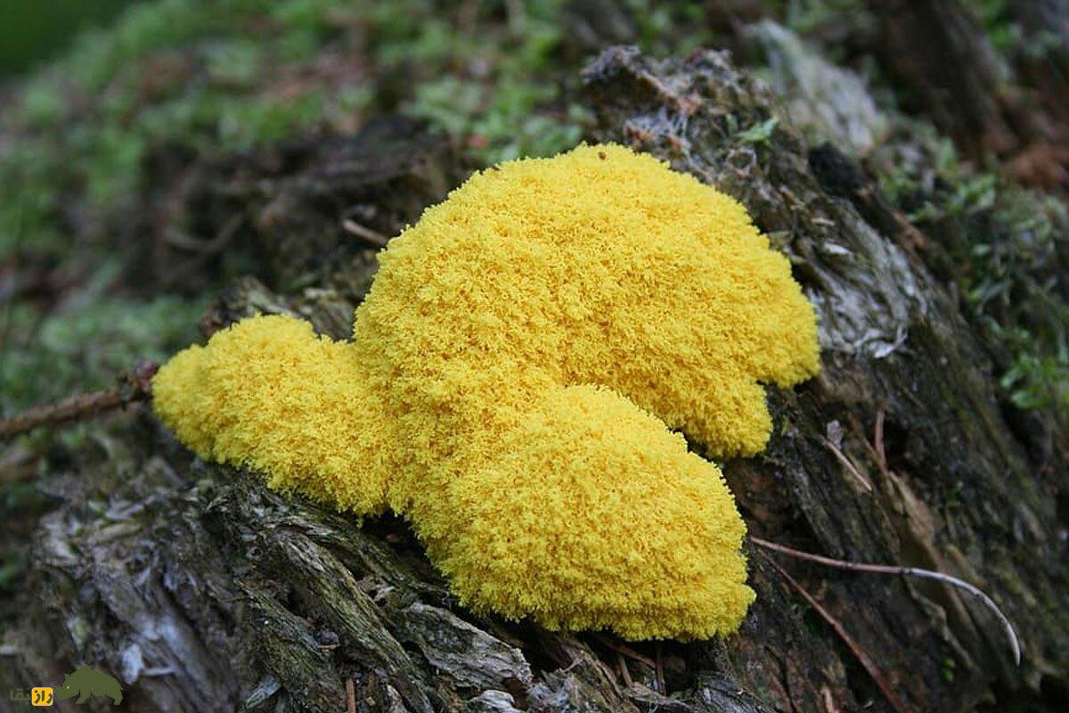 «بلاب»؛ جانور زرد رنگ و عجیبی که معده و چشم ندارد اما ۷۲۰ آلت جنسی دارد!