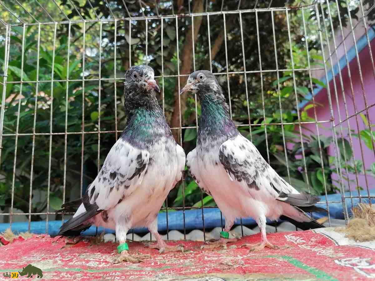 کبوتر «تیدی» پاکستان؛ کبوتر بلندپروازی که ۱۵ ساعت هم می‌پرد