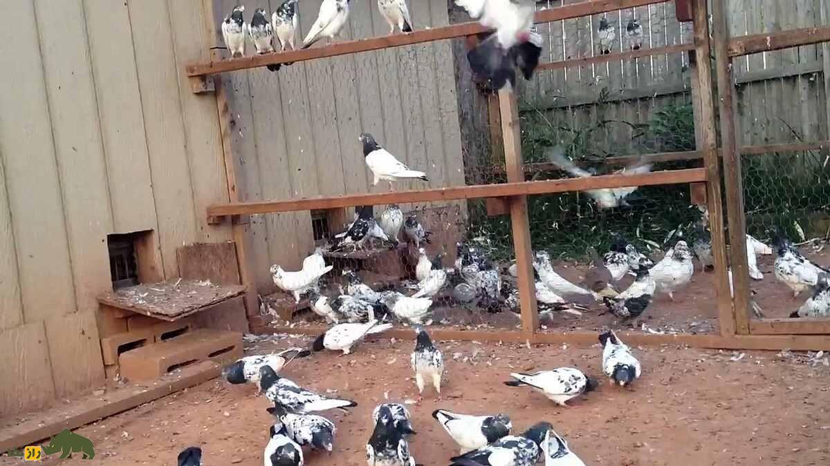 کبوتر «تیدی» پاکستان؛ کبوتر بلندپروازی که ۱۵ ساعت هم می‌پرد