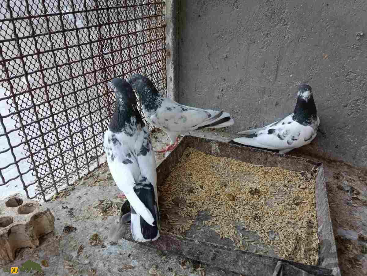 کبوتر «تیدی» پاکستان؛ کبوتر بلندپروازی که ۱۵ ساعت هم می‌پرد