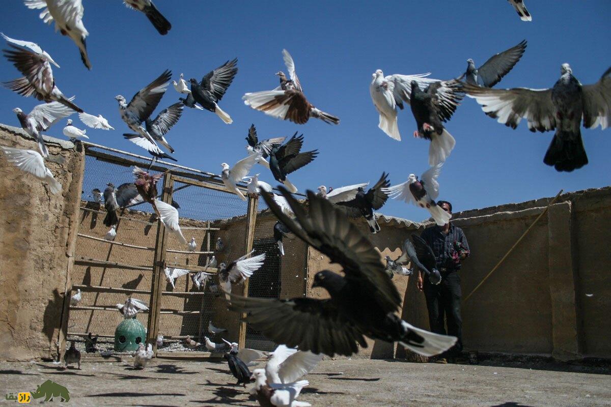 کبوتربازی در ایران