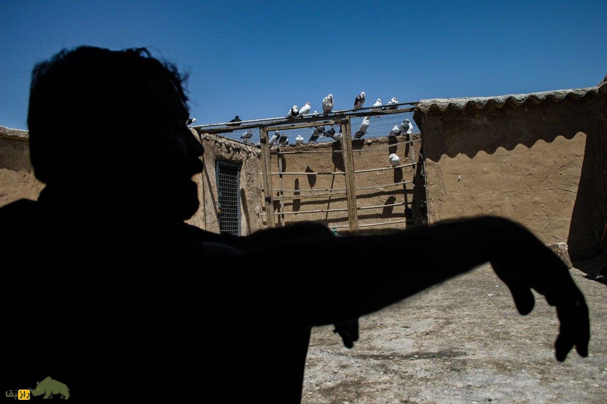 مشهورترین کفتربازان ایران