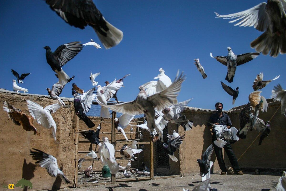 کفتربازان ایران