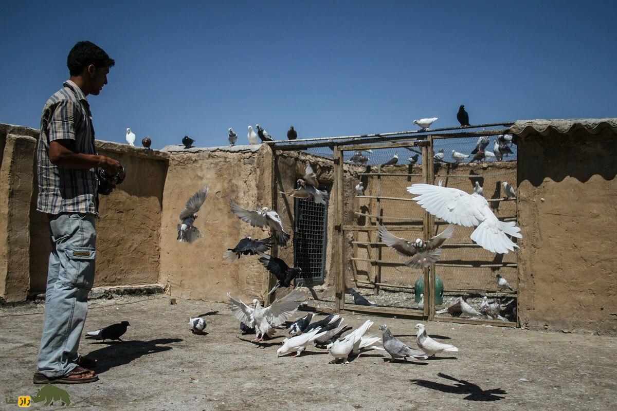 کفتربازان ایران