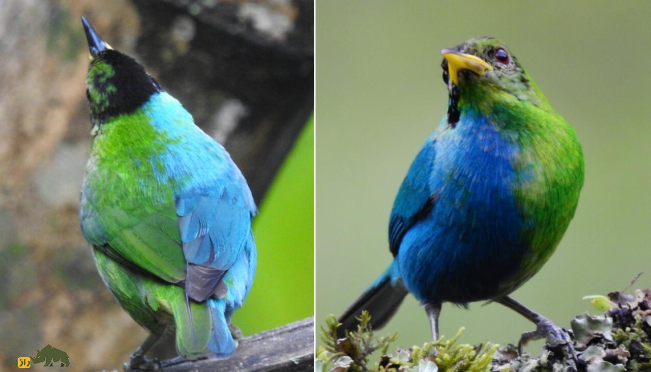 این پرنده عجیب هم نر است و هم ماده!