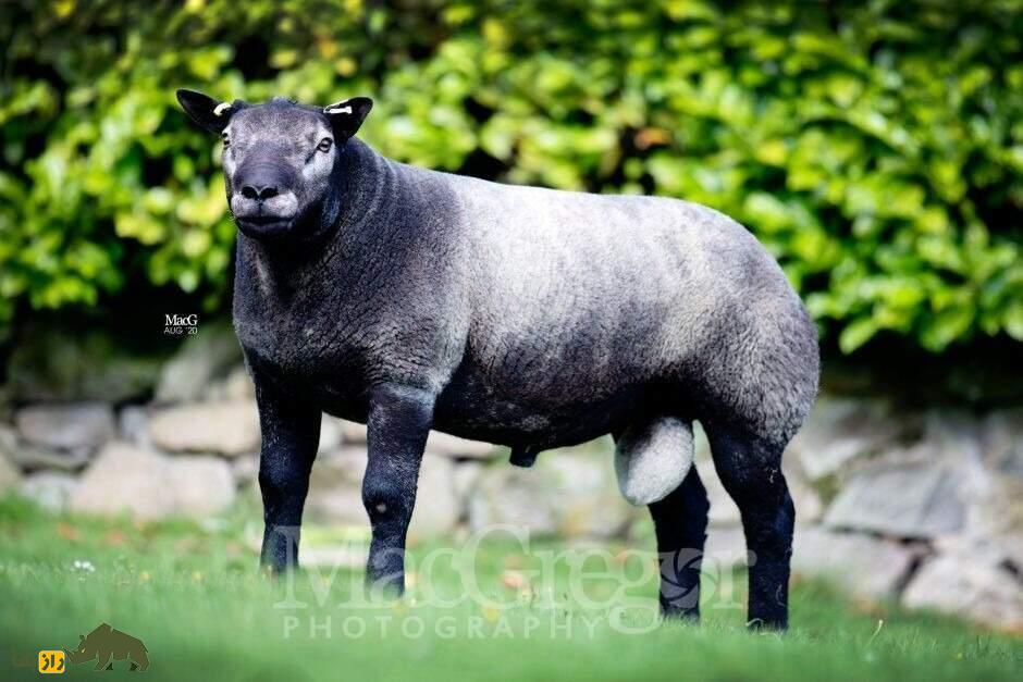 «خَنزَروف» یا گوسفند «بِلتِکس»؛ گوسفند کله گاوی که منبع بزرگ گوشت بدون چربی است