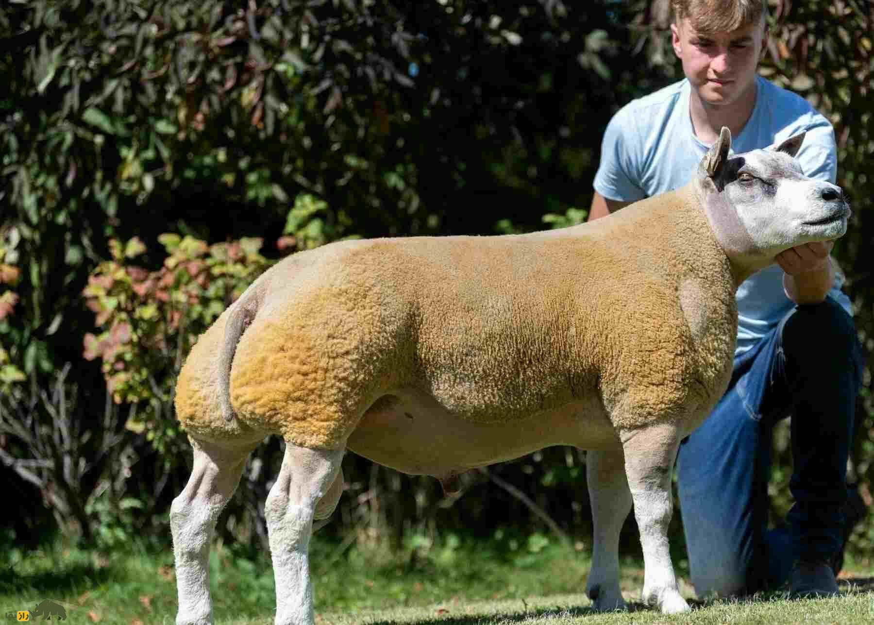 «خَنزَروف» یا گوسفند «بِلتِکس»؛ گوسفند کله گاوی که منبع بزرگ گوشت بدون چربی است