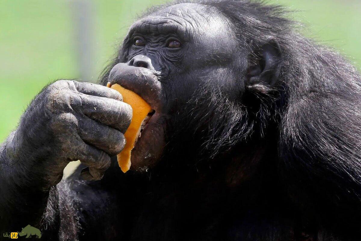 چرا انسان از دیگر جانوران روی کره زمین چاقتر است؟ چرا انسان از دیگر جانوران روی کره زمین چاقتر است؟