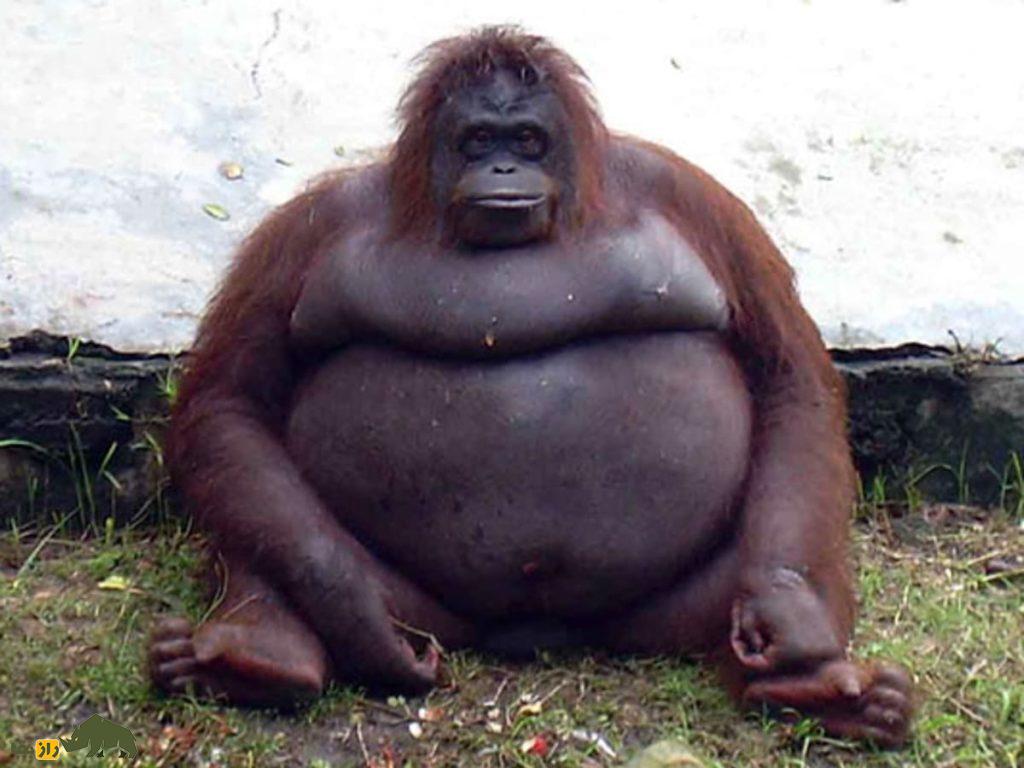 چرا انسان از دیگر جانوران روی کره زمین چاقتر است؟ چرا انسان از دیگر جانوران روی کره زمین چاقتر است؟