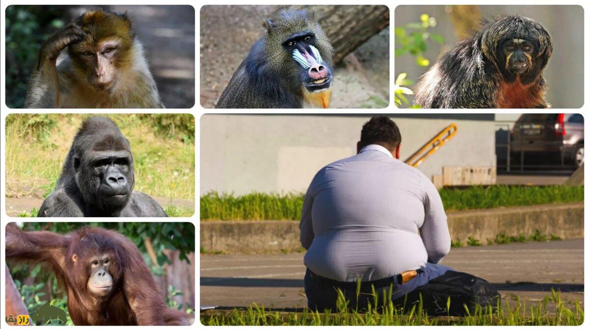 چرا انسان از دیگر جانوران روی کره زمین چاقتر است؟ چرا انسان از دیگر جانوران روی کره زمین چاقتر است؟