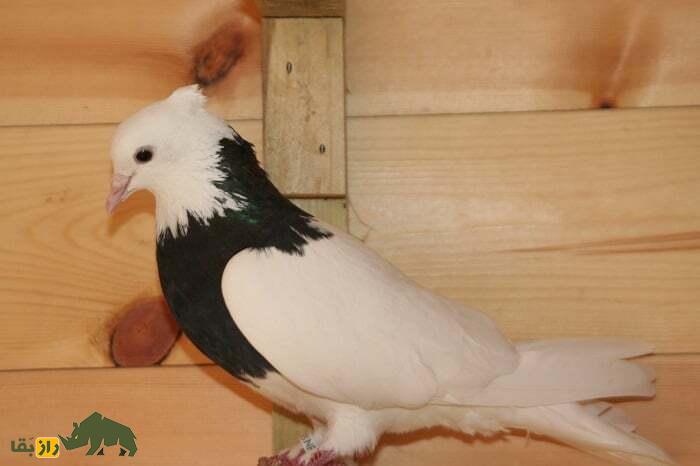 کبوتر «طوقی»؛ کفتر اصیل ایرانی، چگونه «طوقی» اصیل را تشخیص دهیم؟