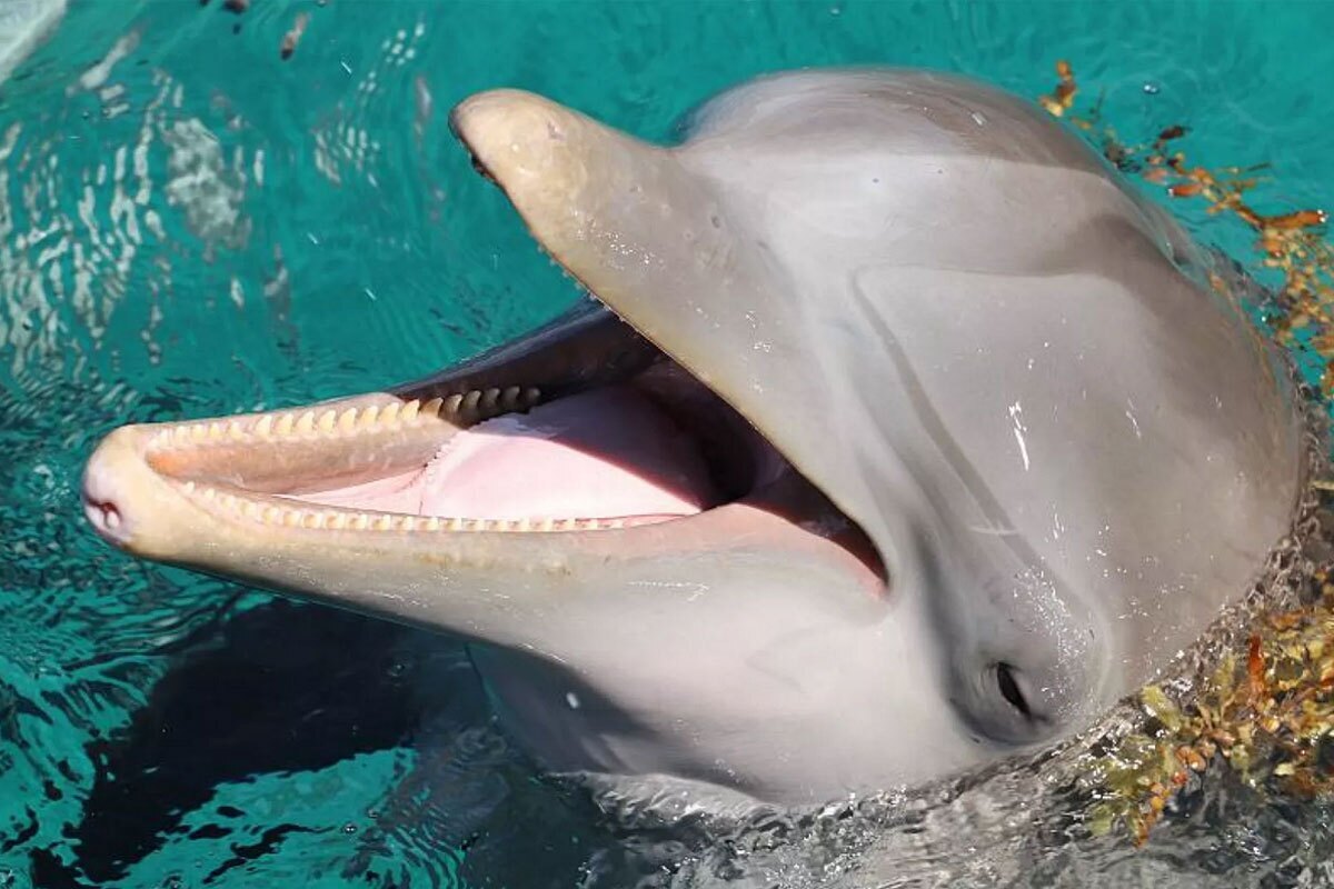 یک کشف باورنکردنی؛ دلفین‌ها همدیگر را با نام اختصاصی صدا می‌زنند!