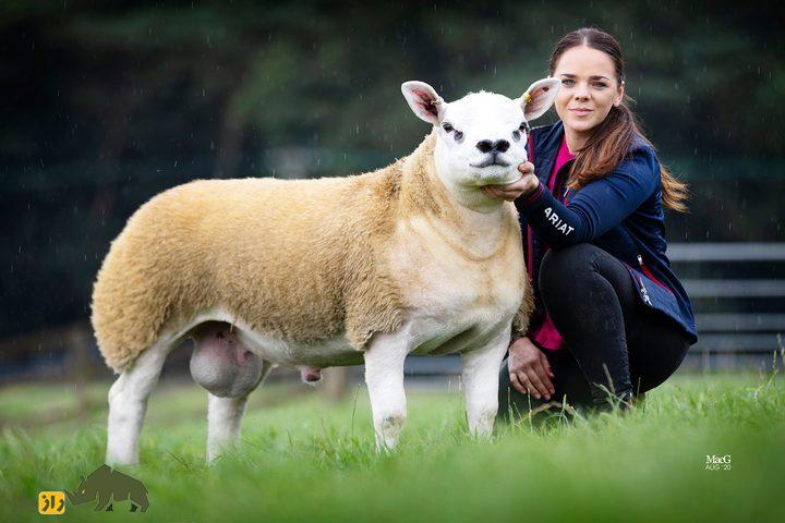 گوسفند خَنزَروف