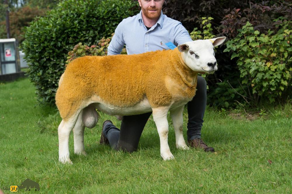 گوسفند خَنزَروف