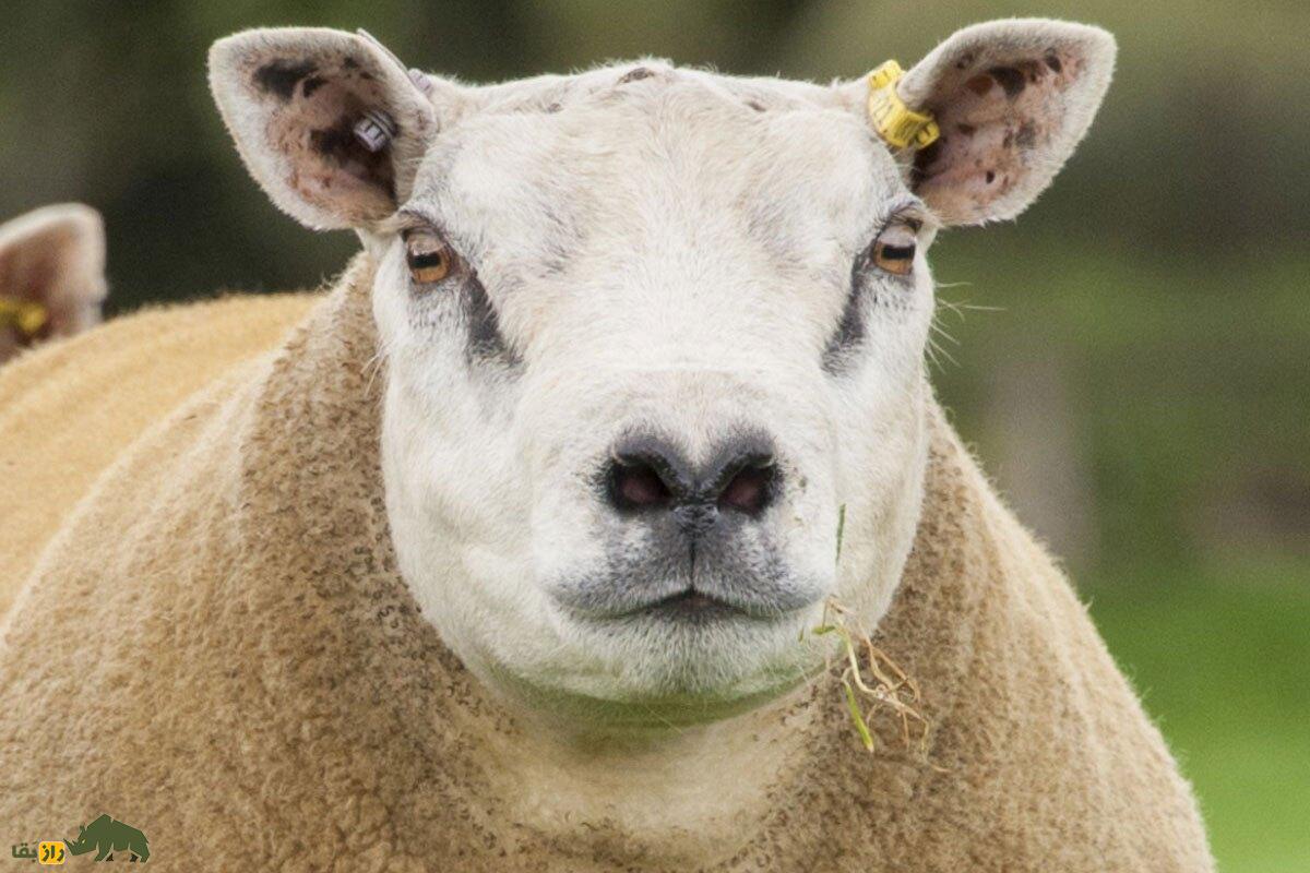 گوسفند خَنزَروف از نمای نزدیک