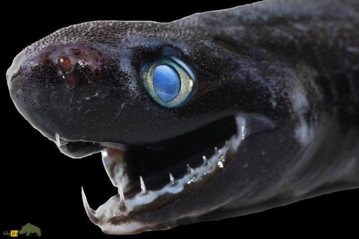 (تصویر) ترسناک‌ترین ماهی جهان؛ حیوانی که از یک سیاره دیگر آمده است!