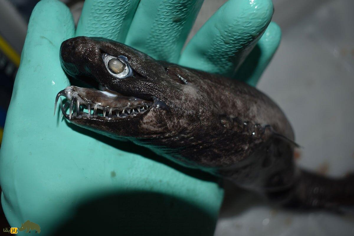 (تصویر) ترسناک‌ترین ماهی جهان؛ حیوانی که از یک سیاره دیگر آمده است!