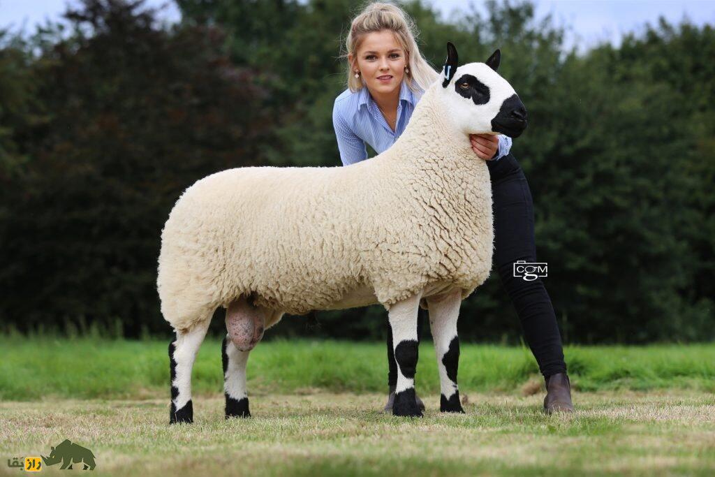 گوسفند «کِری هیل»؛ خوشتیپی که نرمترین پشم دنیا را دارد گوسفند «کِری هیل»؛ خوشتیپی که نرمترین پشم دنیا را دارد