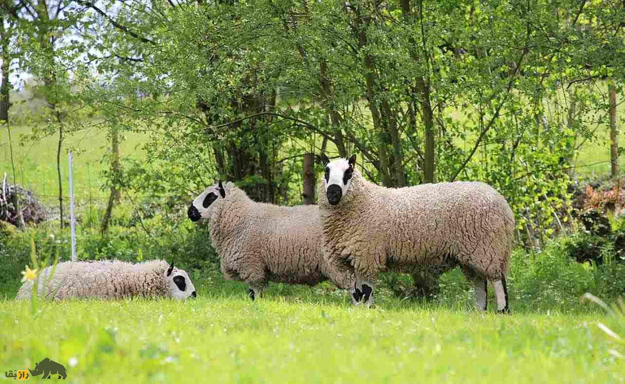 گوسفند «کِری هیل»؛ خوشتیپی که نرمترین پشم دنیا را دارد گوسفند «کِری هیل»؛ خوشتیپی که نرمترین پشم دنیا را دارد