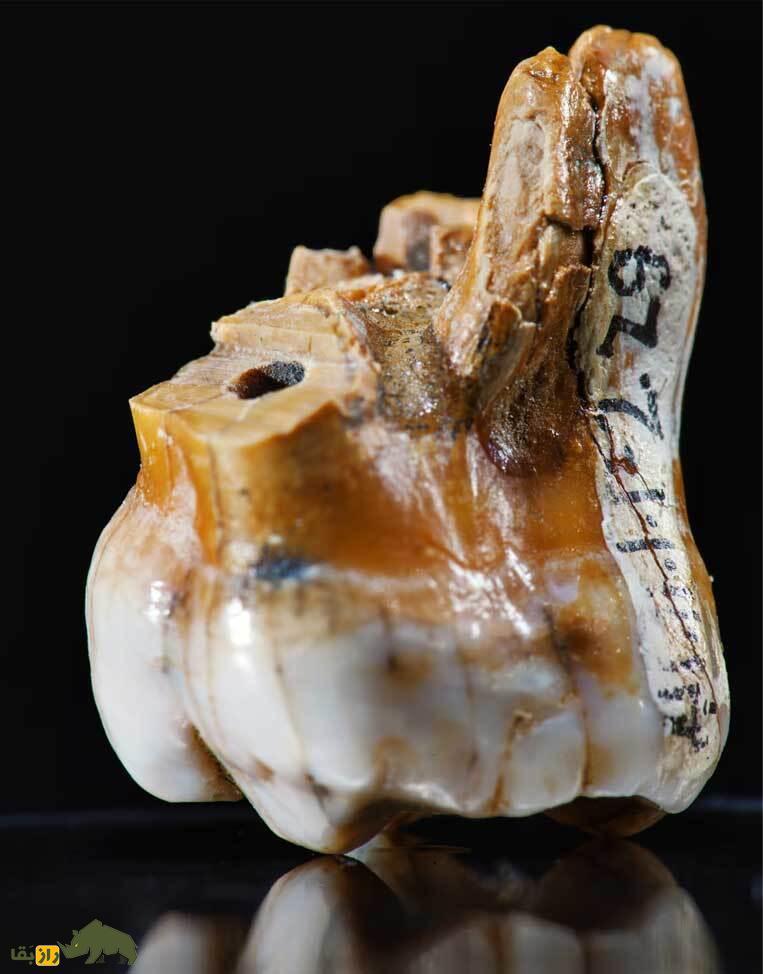 دندان مولر غار دنیسوا با «دَنی»، دختر معمایی که نتیجه عشق انسان نئاندرتال و انسان دنیسووان بود آشنا شوید