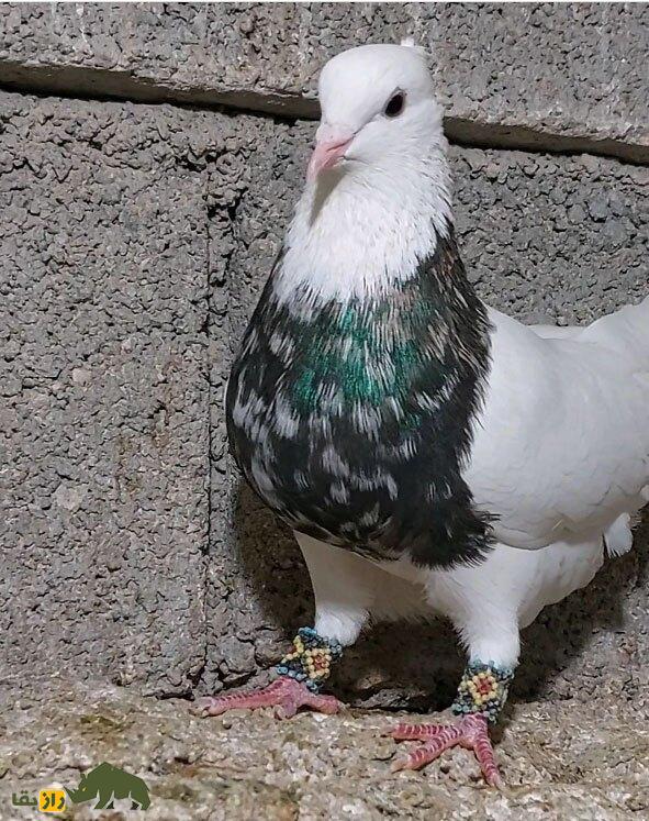 کبوتر «طوقی»؛ کفتر اصیل ایرانی، چگونه «طوقی» اصیل را تشخیص دهیم؟