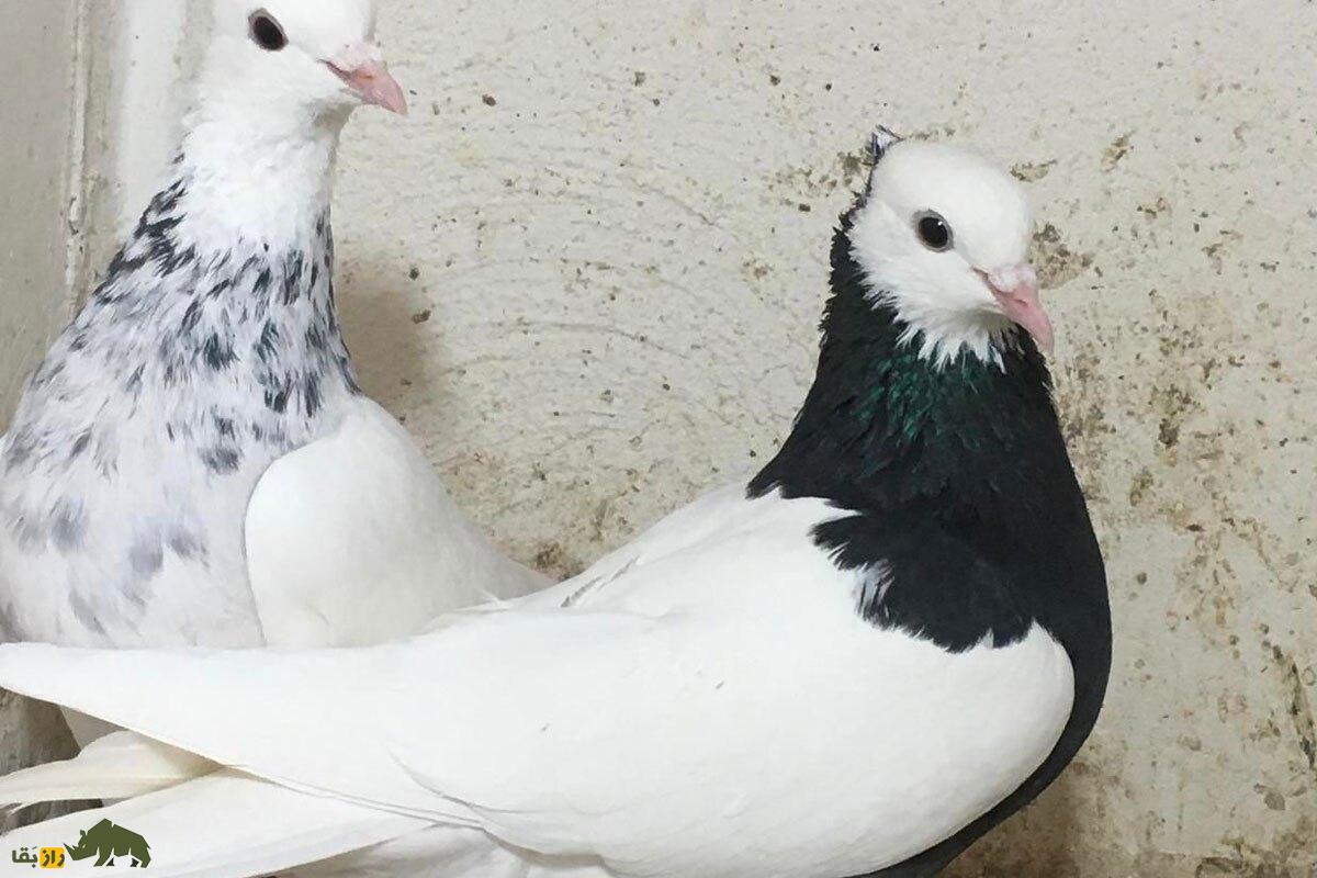 کبوتر «طوقی» محبوب‌ترین کبوتر ایران | طوقی تهران، طوقی همدان یا طوقی کاشان بهترین کبوتر طوقی ایران کدام است؟