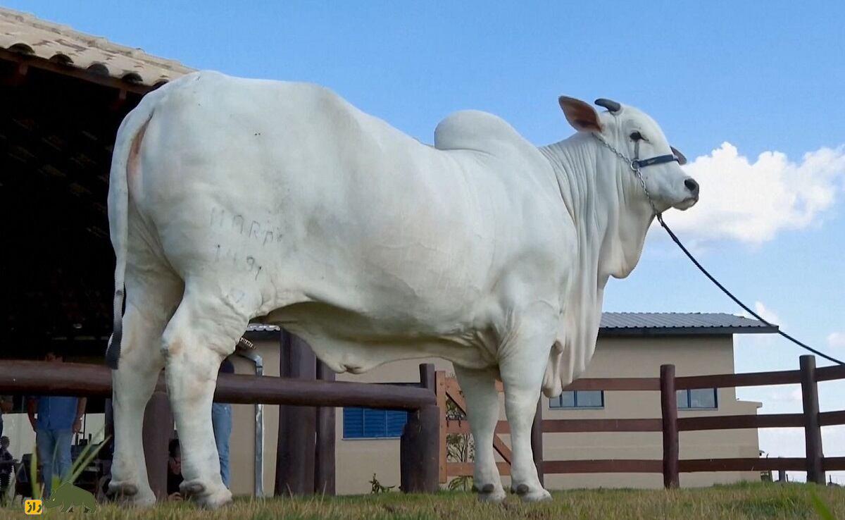 گاو «ویاتینا»ی برزیل؛ ارزش این گاو معادل قیمت خانه کریستیانو رونالدو گاو «ویاتینا»ی برزیل؛ ارزش این گاو معادل قیمت خانه کریستیانو رونالدو