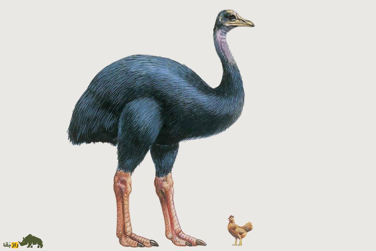 «فیل-مرغ»؛ عجیب‌ترین و بزرگترین پرنده‌ جهان که ساکن ماداگاسکار بود