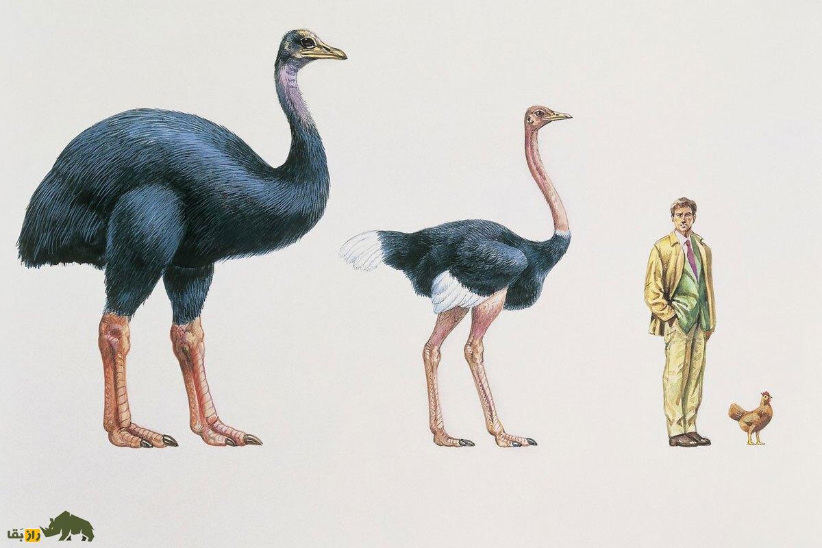 «فیل-مرغ»؛ عجیب‌ترین و بزرگترین پرنده‌ جهان که ساکن ماداگاسکار بود