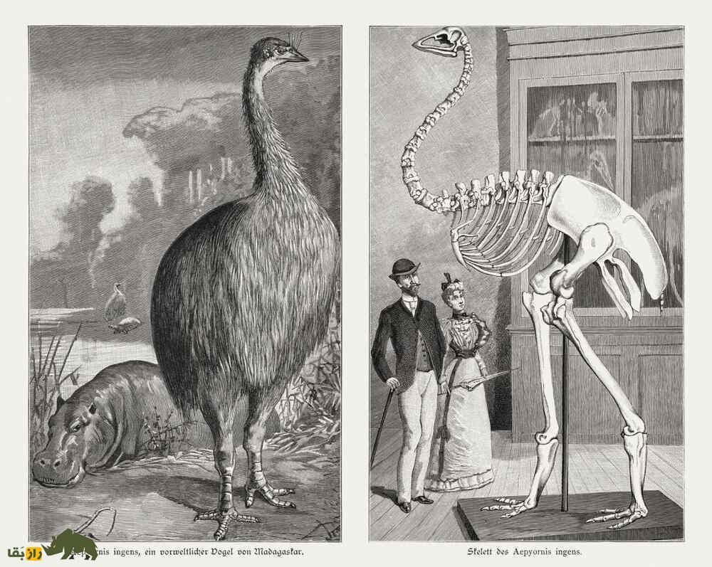 «فیل-مرغ»؛ عجیب‌ترین و بزرگترین پرنده‌ جهان که ساکن ماداگاسکار بود