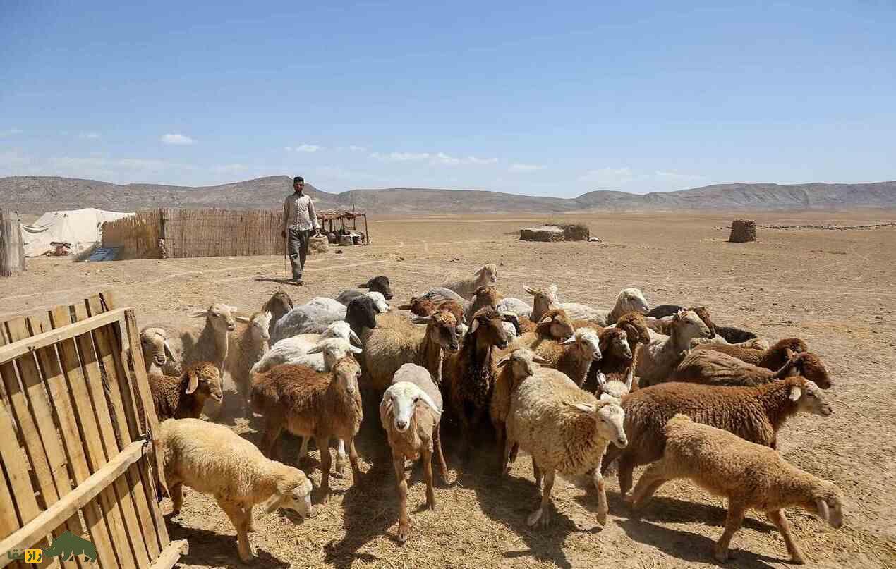 گوسفند کُردی؛ گوسفند «تک‌شاخ» ایرانی؛ کدام نژاد کردی بهتر است، کردی کردستان یا کردی خراسان؟