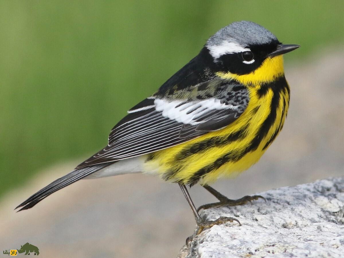 درباره چکاوک ماگنولیایی چه می‌دانید؟