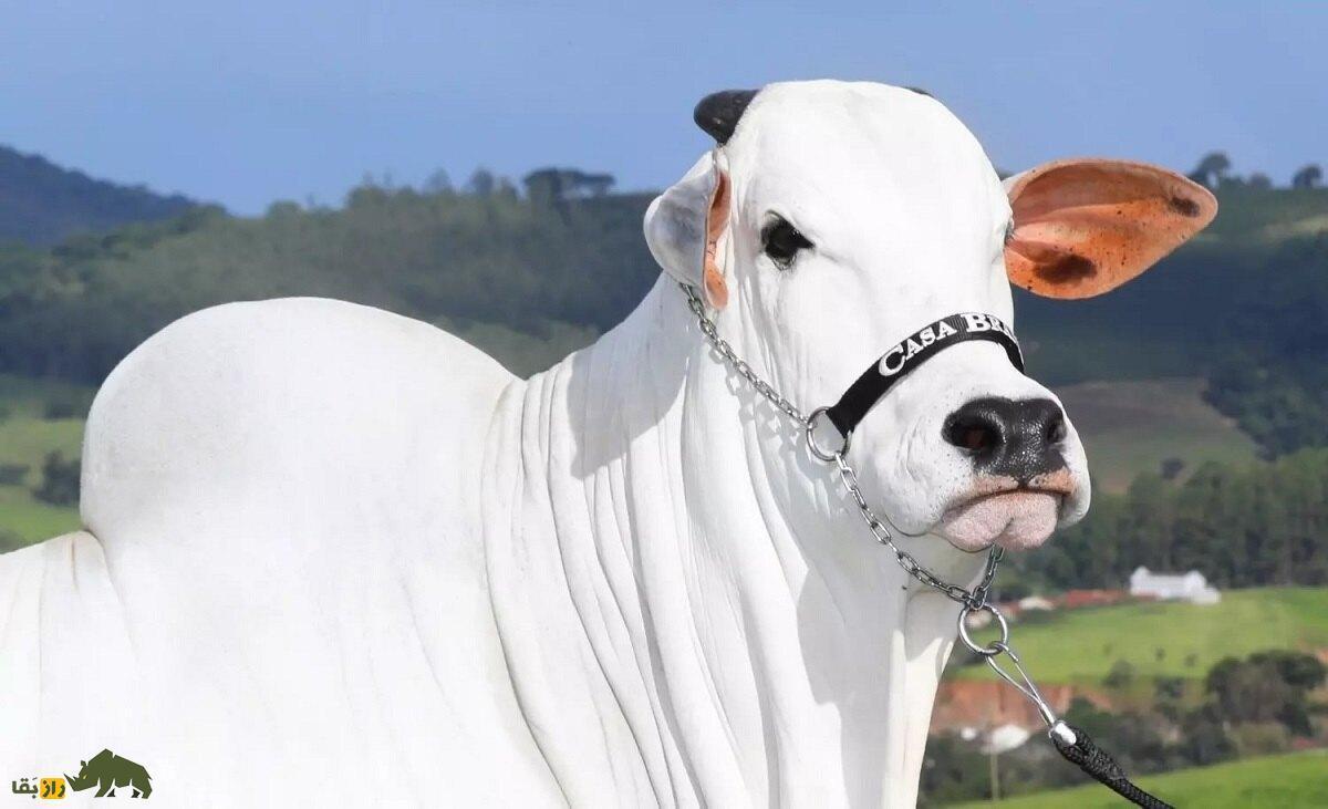 گاو «ویاتینا»‌؛ قیمت این گاو برزیلی معادل خانه کریستیانو رونالدو است!