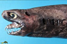 (تصویر) ترسناک‌ترین ماهی جهان؛ حیوانی که از یک سیاره دیگر آمده است!