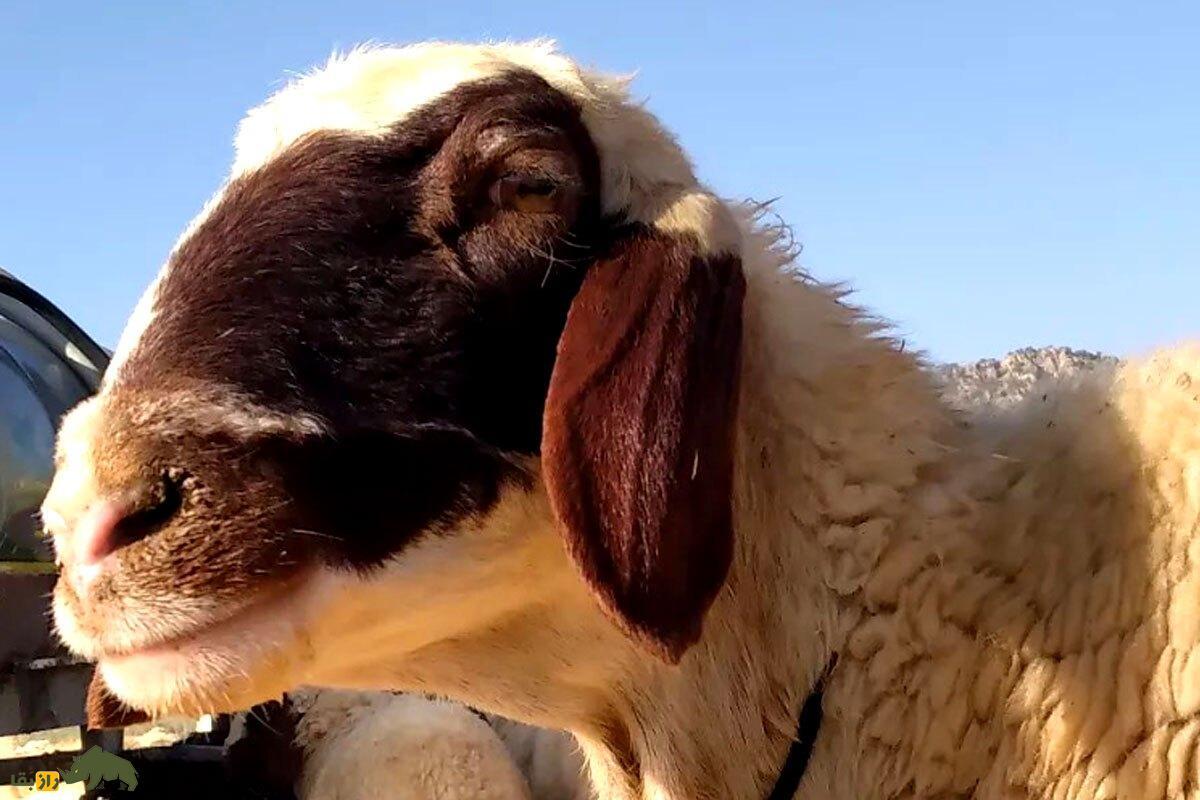 گوسفند سنجابی؛ گوسفندی که فقط در کرمانشاه پیدا می‌شود و قطری‌ها عاشق گوشت آن هستند!