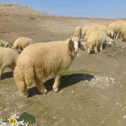 گوسفند سنجابی