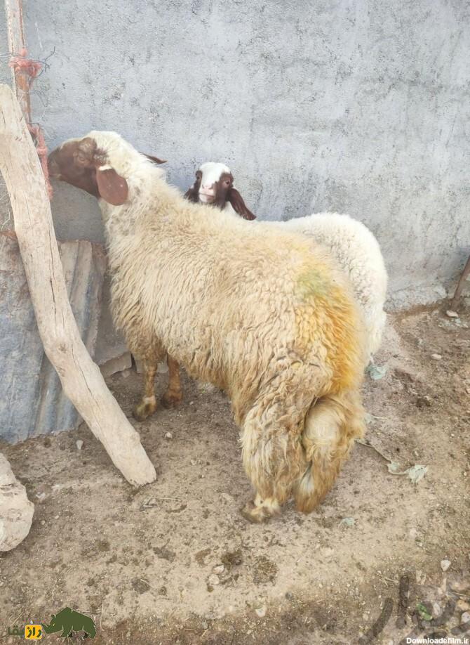 گوسفند سنجابی؛ گوسفندی که فقط در کرمانشاه پیدا می‌شود و قطری‌ها عاشق گوشت آن هستند!