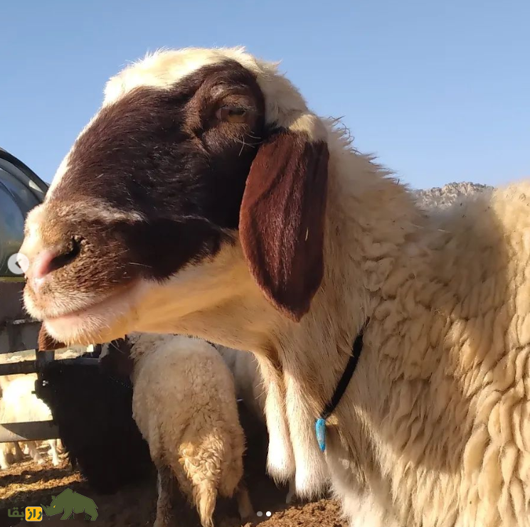 گوسفند سنجابی؛ گوسفندی که فقط در کرمانشاه پیدا می‌شود و قطری‌ها عاشق گوشت آن هستند!