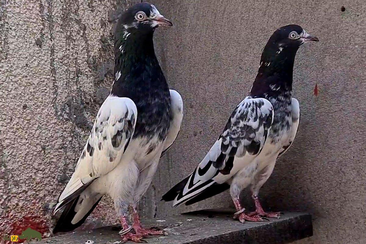 کبوتر «تیدی» پاکستان؛ کبوتر بلندپروازی که ۱۵ ساعت هم می‌پرد